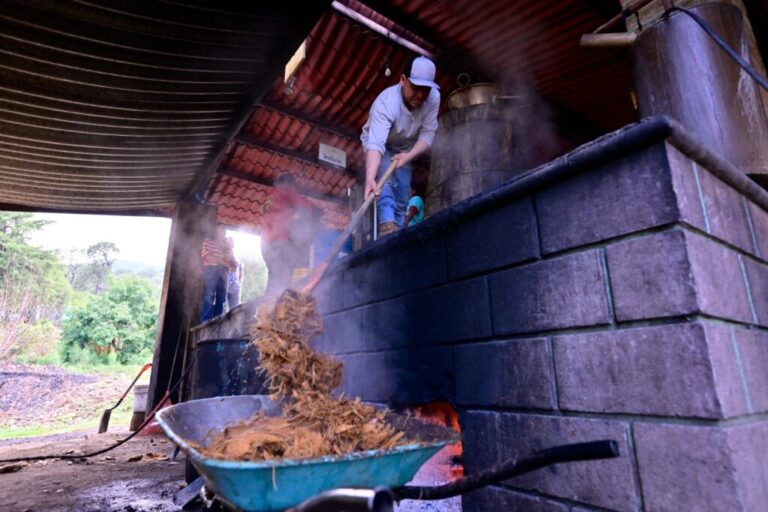 ¡Descubre la Ruta de la Flor y el Mezcal! Conoce los procesos de elaboración y venta de estos productos mexiquenses
