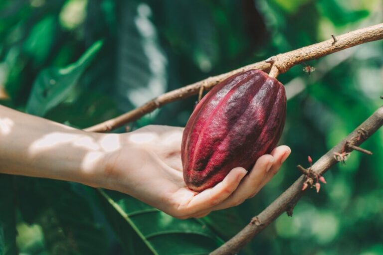 México en el top ten como productor de cacao en AL / Por Alicia Valverde