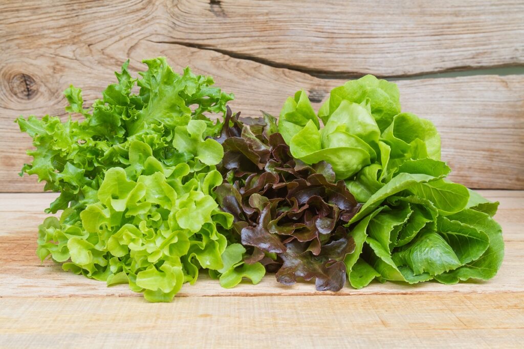 lechuga-f-1024x683-1