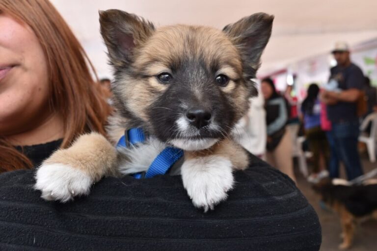 Brindan en EdoMéx más de 19 mil servicios veterinarios gratuitos