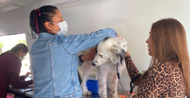 Con más de mil 200 servicios gratuitos y 29 adopciones responsables, el EdoMéx celebró el Día Mundial del Perro