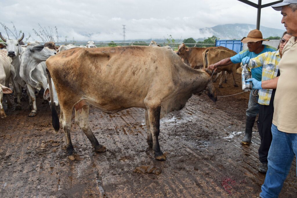 240900-AGRICULTURA-SENASICA-Colabora-Agricultura-con-Centroamerica-para-detener-el-avance-del-gusano-barrenador-del-ganado-1-1024x683-1