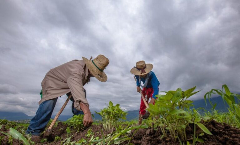 Bajar costos de producción y dar valor agregado, el reto: Sader / Por Alicia Valverde