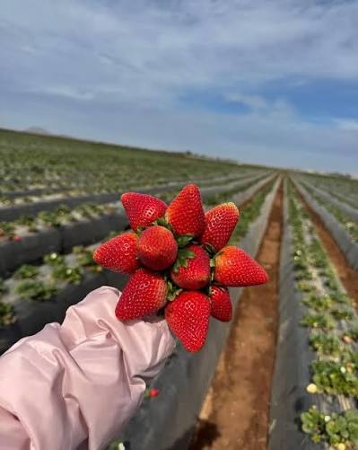 Fresas-1