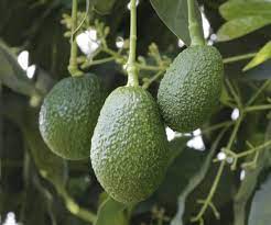 aguacate-1