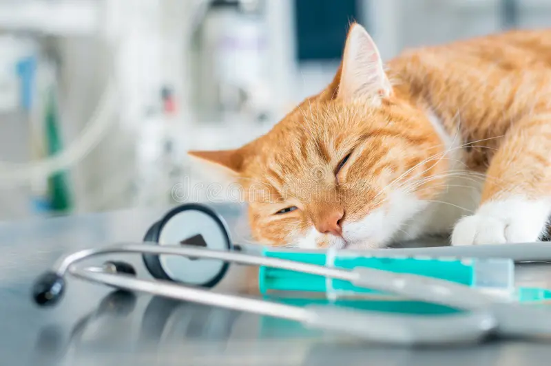 imagen-de-un-gato-dormido-jengibre-sobre-una-mesa-cerca-jeringa-y-estetoscopio-concepto-medicina-veterinaria-medios-mixtos-212605781
