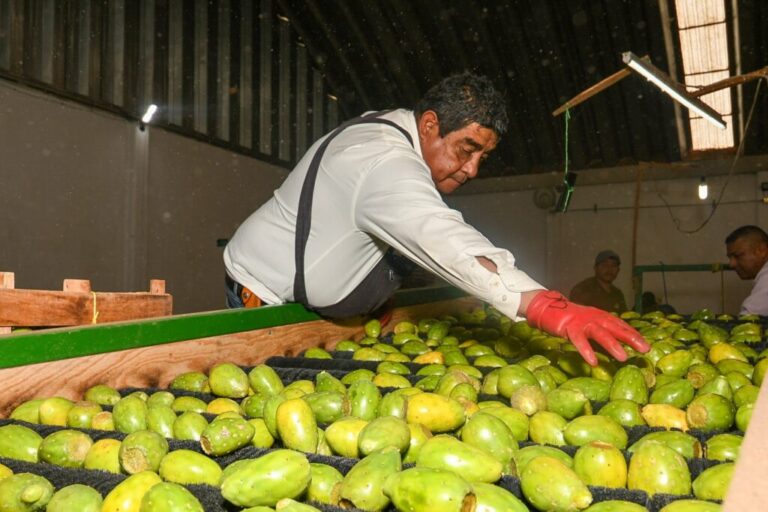 Destina EdoMex más de 62.8 mdp al sector tunero; lidera producción nacional