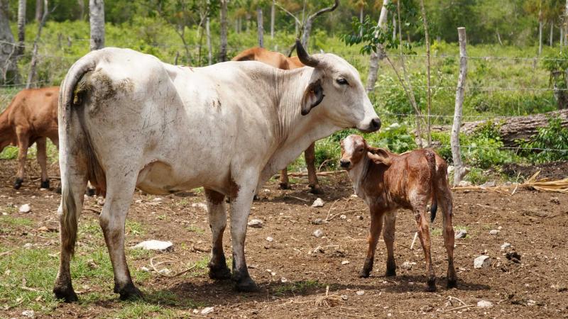 BECERROS-VACAS-GANADO