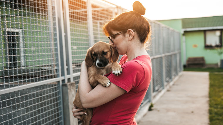 pet-adoption