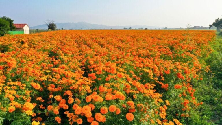 Florece la tradición del Día de Muertos en la CDMX con cempasúchil de Xochimilco